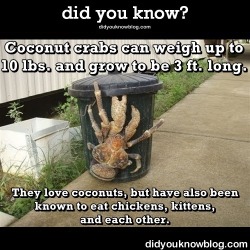 did-you-kno:This Giant Crab Is Like Something From Your Nightmares…Coconut