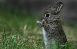 Baby Animal Posts