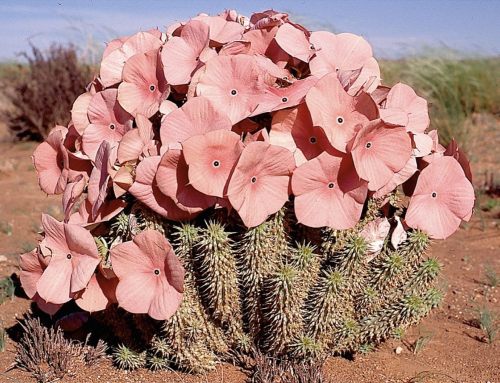 betomad: Hoodia Gordonii, Tankwa Karoo National Park, Northern