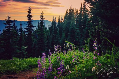 visitportangeles:  Spectacular summer sunset atop #HurricaneRidge,