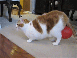 lawebloca:  Cat vs. Balloon 