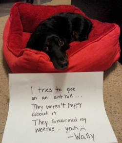 dogshaming:  Fire ants got my weenie’s weenie  Ant hills do