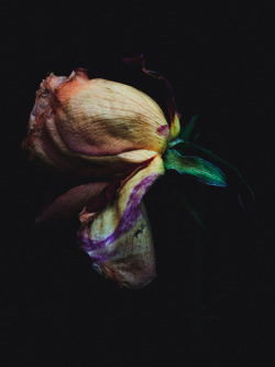 devidsketchbook:  ‘DECAYING FLOWERS’ WAS SHOT BY BILLY KIDD