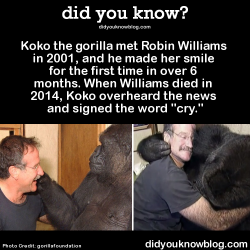 beliefsatindica:  did-you-kno:  Koko the gorilla met Robin Williams