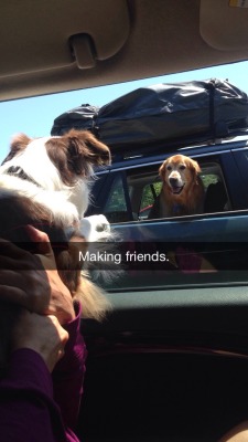 rawrsaysreptar:  My puppy was making friends when we were stuck