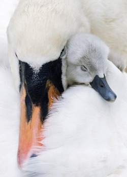 Naptime for baby (Mute Swan and her cygnet)