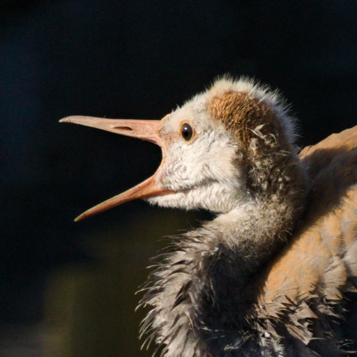 mostlybirdsandphotos:another day at the lake