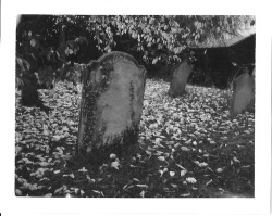 taphophilia:   	Autumn Graveyard by Andrew Bartram    	 
