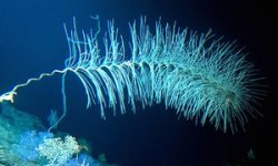 currentsinbiology:  Pacific Ocean’s hidden wonders revealed