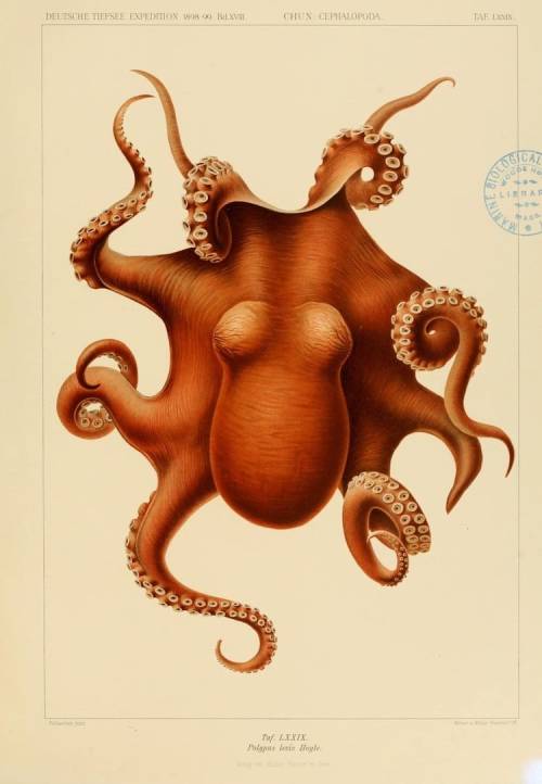 nevver: Cephalopoda