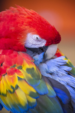 lvndscvpes:  Parrot 1 by Francisco Montes Jr. on Flickr. 