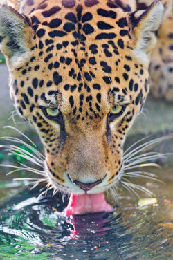 magicalnaturetour:  Thirsty Porgy (by Tambako the Jaguar) 