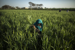 fotojournalismus:  A girl collects grass in Islamabad, Pakistan