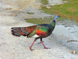 cool-critters: Ocellated turkey (Meleagris ocellata) The ocellated