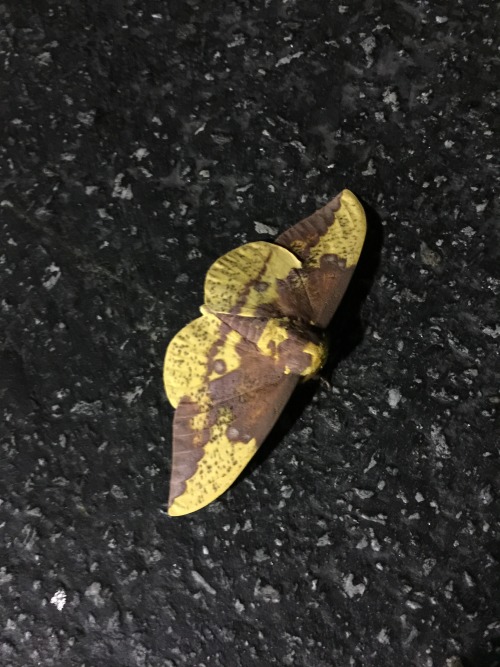 I saw the coolest moth, while going to the grocery store.