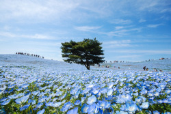 landscape-photo-graphy: 4.5 Million Baby Blue Eyes Just Bloomed