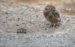 Earth dwellers (Burrowing Owls)