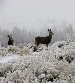 sumbluespruce:Mule deer on a frosty morning