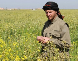 bijikurdistan:  a PKK Freedomfighter in a flowerfield near Suleymaniah