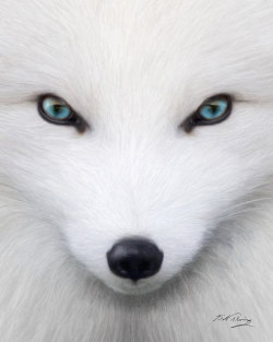 redwingjohnny:  Arctic Fox by KomodoEmpire