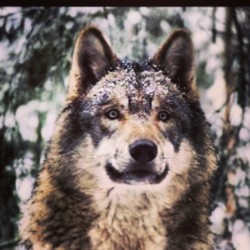 Snarl. #wolfwednesday #wolf #wolves #wolfknives #awhooo #alpha