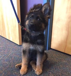 awwww-cute:  Our local police department posted this photo today