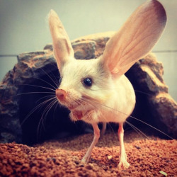 awwww-cute:  This rodent is a long eared jerboa. It hops around