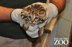 phillyzoo:  The kittens received a checkup earlier this week,