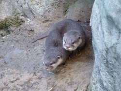 maggielovesotters:  New photos of Asian small clawed otter pups