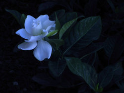 Gardenia