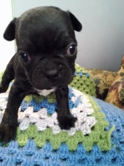 Awww such a cute little black pug puppy :)
