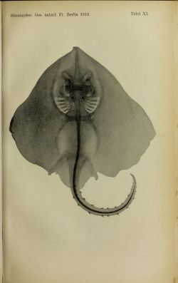 nemfrog:Plate XI. Manta ray. Sitzungsberichte der Gesellschaft