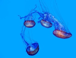 lifeunderthewaves:  Jellyfish by danielivorra Beautiful jellyfish