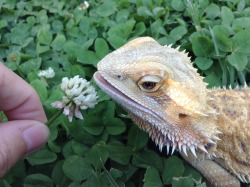 yeahponcho:  I’ve considered eating one of these flowers to