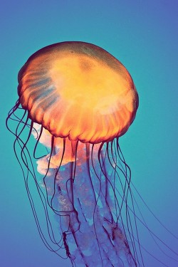 wonderous-world:  Atlantic Sea Jellyfish by Justin Berman 