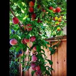 #summer #plums #ozzystree  (at Hacienda Pèrez-Garcia)