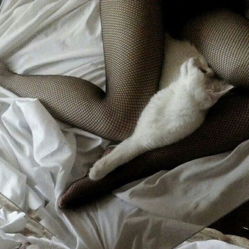 tastethiskitty.tumblr.com/post/160742637446/