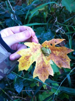 naturepunk:  Tiniest ribbit 