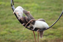 originalbuttologist:  saritawolf:  I took my rats to the park