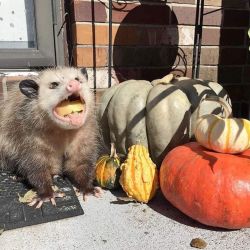 opossummypossum:yes