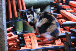 todayintokyo:Cat on torii at Fushimi Inari Taisha