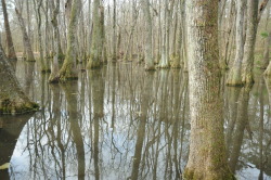 southwestcompass:  Along the Natchez Trace • Mississippi