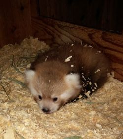 awwww-cute:  A baby Red Panda from the Franklin Park Zoo