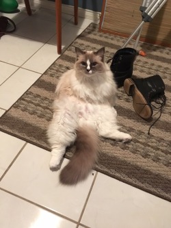 disgustinganimals:  This is Juno, she sits like a human sometimesas