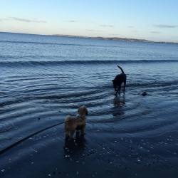 sarajxne:  dog walks on the beach 🐶 more @sara.jxne or here