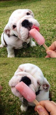 funnywildlife:  awwww-cute:  I Like Ice Cream too … (Source: