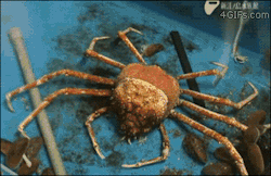 unexplained-events:  Crab emerging from its old shell and straight