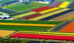 sixpenceee:  Dutch Flower Fields, Netherlands Source: Flickr