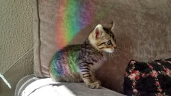 mllesarcasme:  So my baby cat found himself stuck in a rainbow