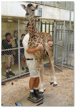 awwww-cute:  How to weigh a baby giraffe